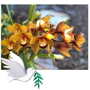 Meet your Posher, Irma